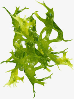 海藻都是植物素材