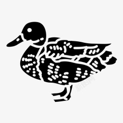 欧亚欧亚水鸭动物鸟类高清图片