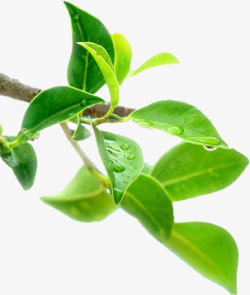 绿茶树枝植物素材