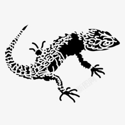 石龙子鳄鱼石龙子动物鬣蜥高清图片