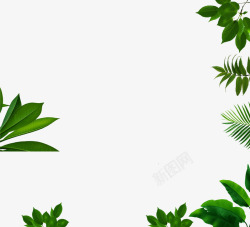 植物 叶子 树叶 鲜花 绿叶 装饰 彩铅 小清新 插画3PNG素材植物鲜花素材