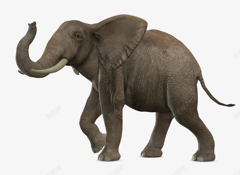大象1都是动物png免抠素材_新图网 https://ixintu.com 大象 都是 动物