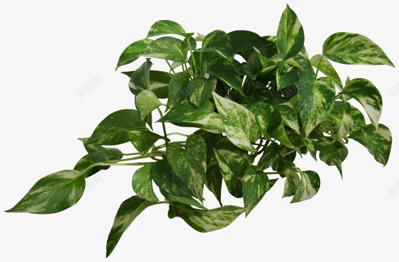 flower16PansyStockTermsofuseClickdownloadforfullsizeMoreflorahere花草树木png免抠素材_新图网 https://ixintu.com 花草树木