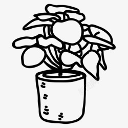 肉类植物类蛋白鸡肉花卉室内植物高清图片
