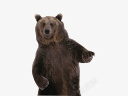 熊北极熊狗熊免扣5lt动物gt素材