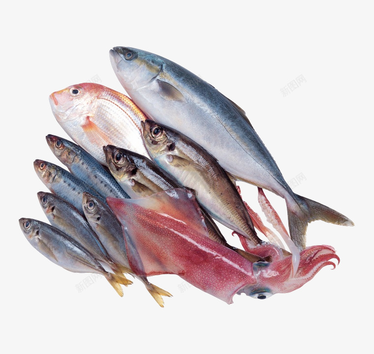 788878H海鲜水产鱼类png免抠素材_新图网 https://ixintu.com 海鲜 水产 鱼类