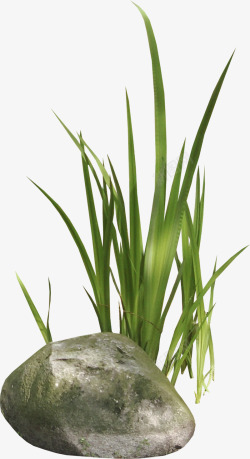 千人QQ群2314619藤叶枯木花木屋岩石草坪等植物素材