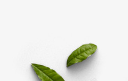 俯视叶子茶叶Z植物水果素材