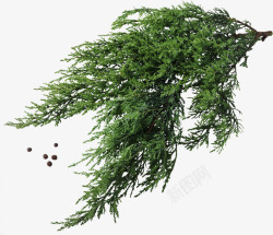 Christmastrees252Arana植物花卉叶子素材