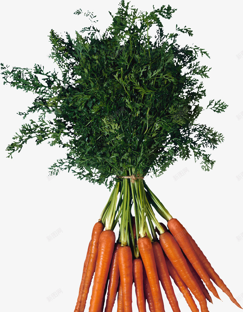 carrot49949001329Z植物水果png免抠素材_新图网 https://ixintu.com 植物 水果