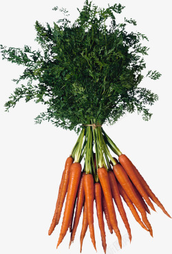 carrot49949001329Z植物水果素材