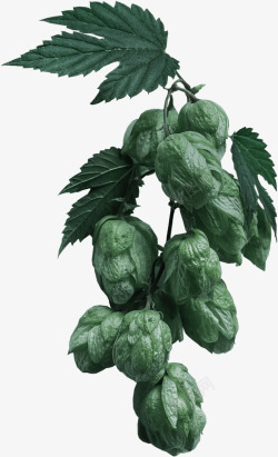 homecraftbeersliderhops7221187植物花小装饰素材