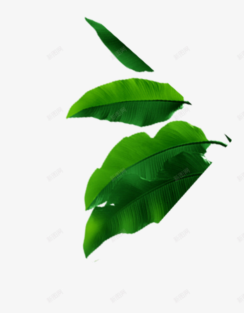 芭蕉叶绿叶类png免抠素材_新图网 https://ixintu.com 芭蕉 叶绿叶 绿叶