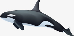虎鲸动物宠物素材