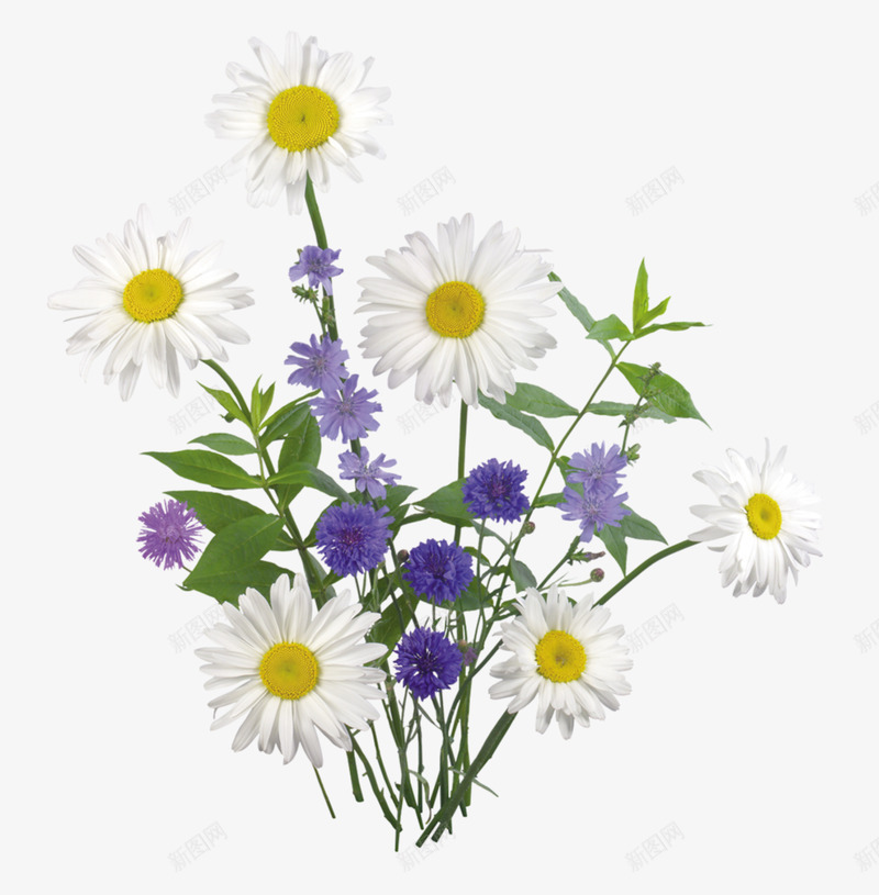 100KNataliV花草png免抠素材_新图网 https://ixintu.com 花草