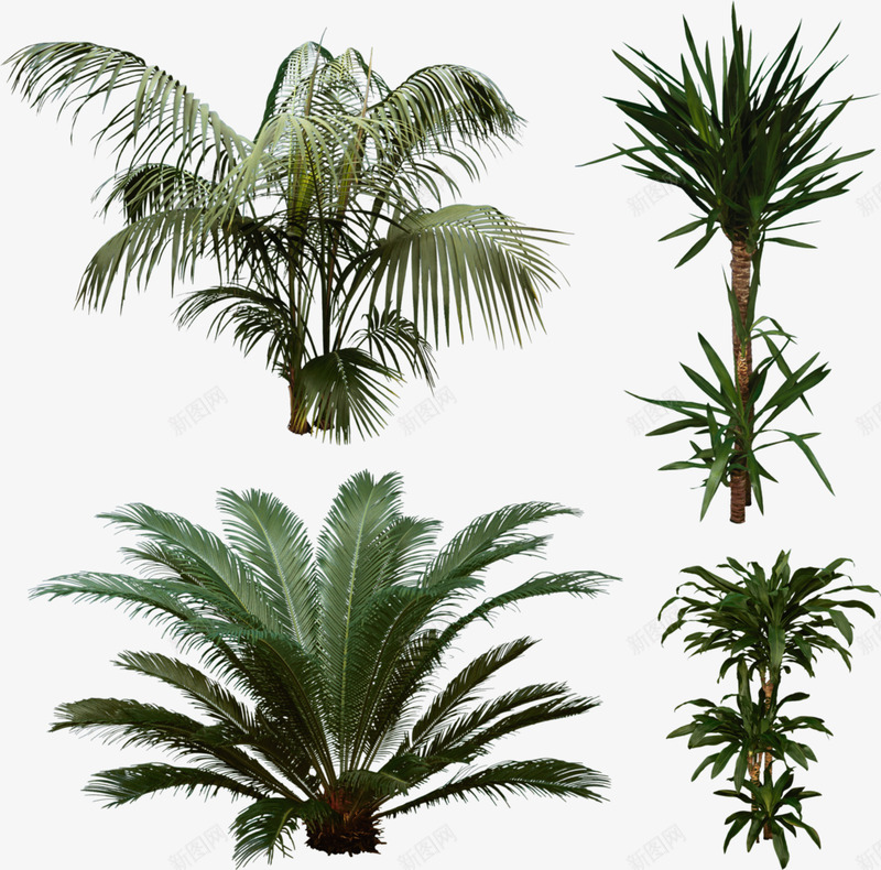 016Arana植物花卉叶子png免抠素材_新图网 https://ixintu.com 植物 花卉 叶子