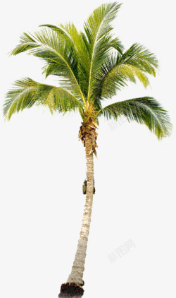 椰子树2sc素材