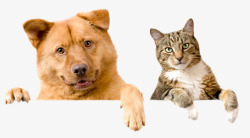 狗和猫动物素材