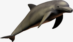 海豚动物宠物素材