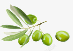 橄榄植物真实素材