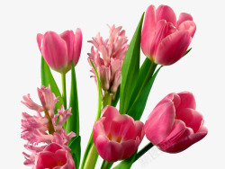 郁金香和风信子花植物动物素材