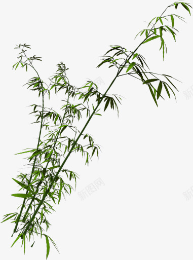 树植物系源素png免抠素材_新图网 https://ixintu.com 植物 系源