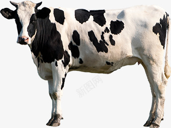 奶牛写实养殖动物png免抠素材_新图网 https://ixintu.com 元素 写实 图案 奶牛 装饰 牛