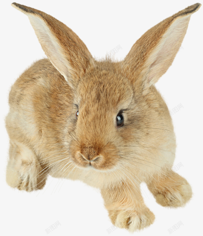 一只可爱的黄色兔子png免抠素材_新图网 https://ixintu.com 一只 兔子 小兔子 小动物 哺乳动物 小黄兔 毛茸茸 肥壮 兔子 可爱 黄色 兔子元素 