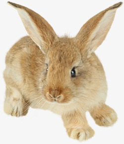 小黄兔一只可爱的黄色兔子高清图片