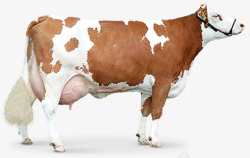 黄色奶牛养殖动物素材