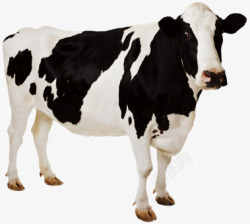 奶牛写实养殖动物素材