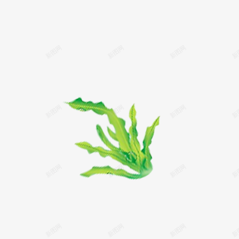 海藻2schhccpng免抠素材_新图网 https://ixintu.com 海藻