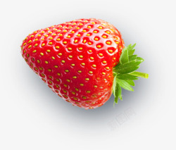 草莓花鸟植物素材