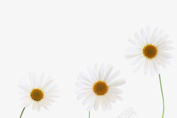 菊花花朵向日葵2schhcc素材