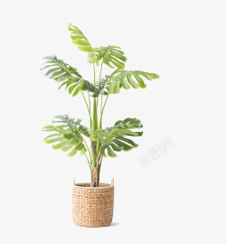 龟背竹2植物素材