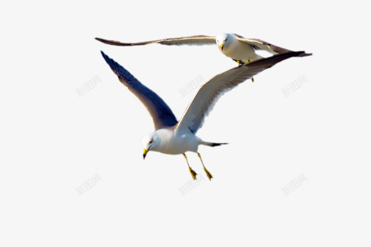 飞翔的鸟类动物图png免抠素材_新图网 https://ixintu.com 飞翔 鸟类 动物