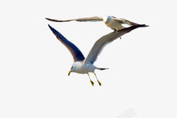 飞翔的鸟类动物图素材