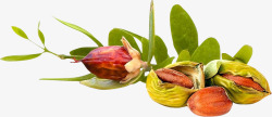 荷荷巴植物荷荷巴籽霍霍巴籽植物系列高清图片