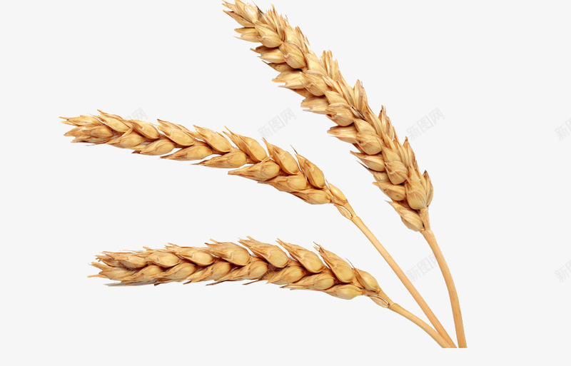 小麦material设计必备png免抠素材_新图网 https://ixintu.com 小麦 设计 必备
