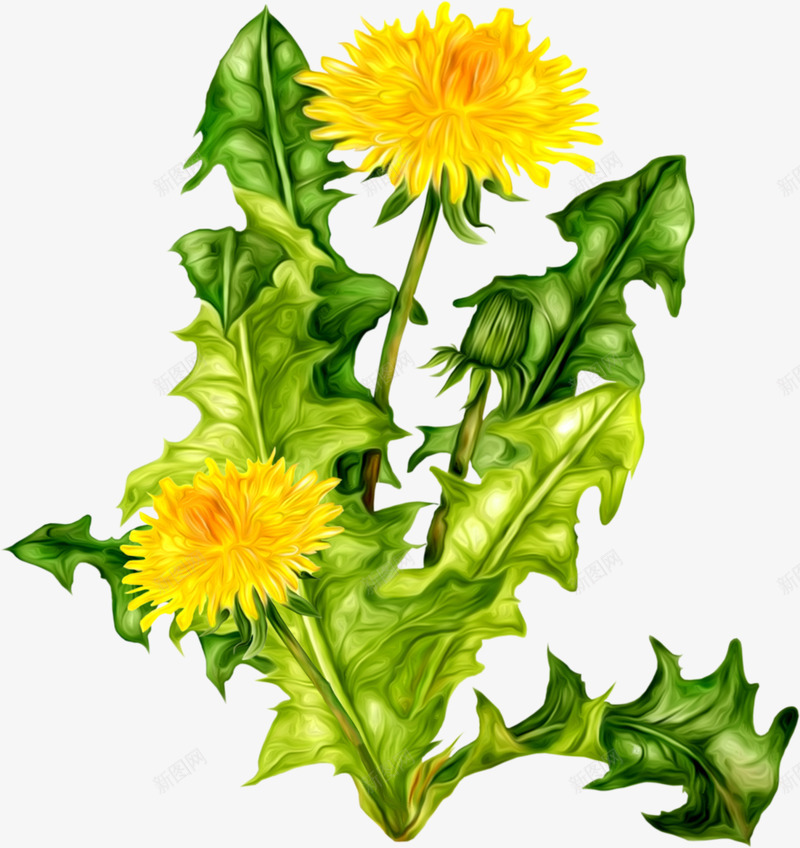 Dandelion植物png免抠素材_新图网 https://ixintu.com 植物