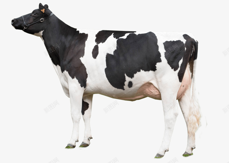 奶牛写实养殖动物png免抠素材_新图网 https://ixintu.com 元素 写实 图案 奶牛 装饰 牛