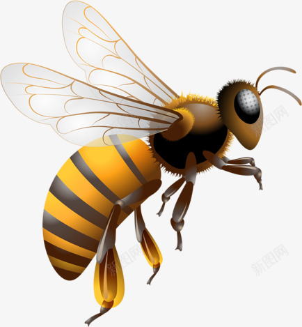 蜜蜂动物人物png免抠素材_新图网 https://ixintu.com 蜜蜂 动物 人物