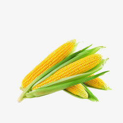 玉米1美食美图白底素材