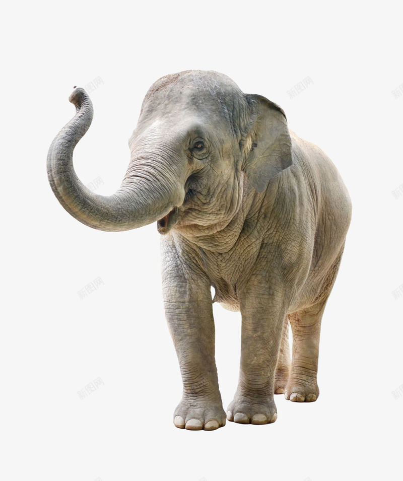 大象动物T20191224零件T20191224零件png免抠素材_新图网 https://ixintu.com 零件 大象 动物