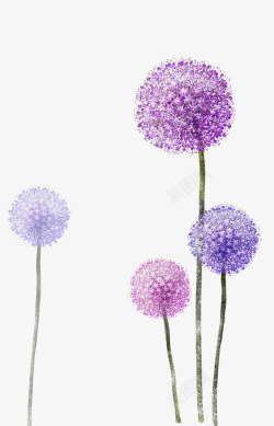 黑白色蒲公英底紫色的蒲公英花矢量图图PSDpsd源文件透明底海量尽在Lcc丶植物高清图片