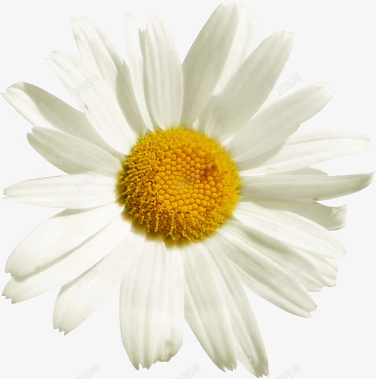NLDDaisywithtwig2svetlera化妆品png免抠素材_新图网 https://ixintu.com 化妆品