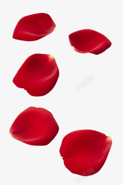 手绘红色玫瑰花瓣漂浮图素材