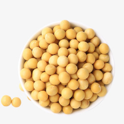 黄豆小素材