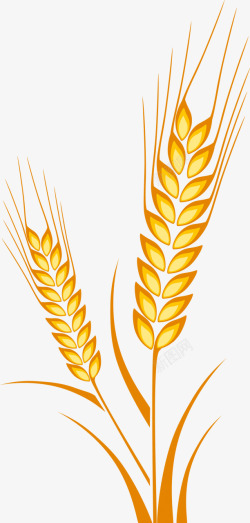 麦穗稻谷高粱小麦稻穗模板下载7788MB食物饮品大全素材