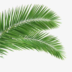椰子树叶的搜索结果百度搜索绿植花卉叶子树插画绿叶树叶素材